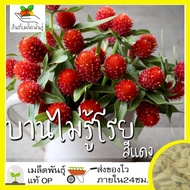 เมล็ดพันธุ์ ดอกบานไม่รู้โรย สีแดง 40เมล็ด Red Amaranth Flower Seed เมล็ดพันธุ์แท้ นำเข้าจากต่างประเท