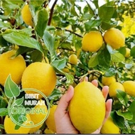 garansi bibit jeruk lemon California original