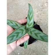 Calathea "Bachemiana" /Calathea Varieties