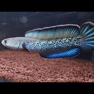 Channa baby stewarti qualiti bagus （channa stewarti 3-4inch 蓝宝石雷龙(鬼王)