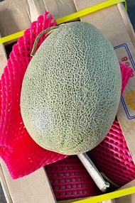 Local Farm Rock Melon tempatan 1 nos sweet and crunchy