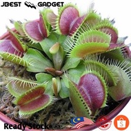 100 PCS Flytrap Seed Potted Plant Seeds Dionaea Muscipula Giant Clip Venus