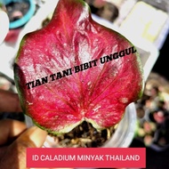 Caladium Minyak Thailand Beby Terlaris