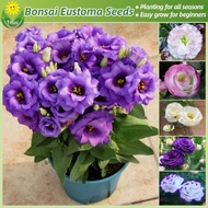 100% Legit Eustoma Flower Seeds Bonsai Seeds for Planting & Gardening (200pcs - Mixed Color) Garden 
