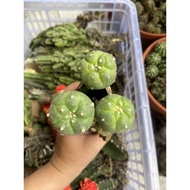 Xương Rồng Lopho Tháp