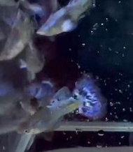 紫蛇孔雀魚 綜合孔雀魚 白金紅尾孔雀魚 孔雀魚 綜合孔雀魚 紅色 白金 黃尾 蘭花