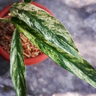 rhaphidophora megasperma variegata - 02