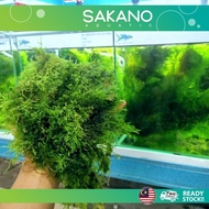 Java Moss Vesicularia Dubyana ( Aquarium /Aquascape / Paludarium / Vivarium / Plant / LowTech )