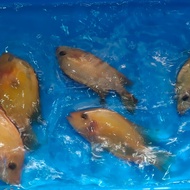 Paket 5ekor bibit ikan red devil cichlid murah