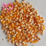 MND jagung kering pipil kw 1 untuk pakan burung pakan ternak 1 zak 25