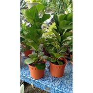 fiddle fig plant 2feet POKOK HIDUP