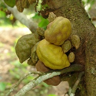 Anak Pokok Buah Katak Puru ( Nam Nam)