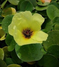 Water poppy/Aquatic plants/Ornamental plant/Pokok hiasan kolam/Pond plants/Hidrocleys nymphoides/Pok