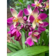 Spathoglottis Orchid（Orkid Pinang）兰花Bunga Warna Yellow Purple Outdoor Plant Size Bag 9x9 Bunga Hidup