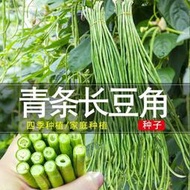 ⑧比荷蘭青條四季綠高產豇豆種子 種籽春夏秋露地冬大棚壽光蔬菜fpny