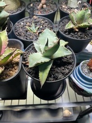 Agave 多肉植物 龍舌蘭 嚴龍 凱撒