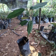 Musang King D197 anak pokok durian