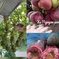 Figs eat fruit or shade