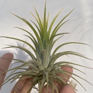 Air Plant Tillandsia Ionantha Druid