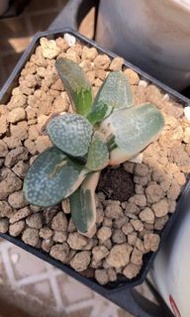 點點壽錦(多肉植物，塊根植物，球根植物，龍舌蘭，大型多肉植物，仙人掌，仙人球，仙人頭，石化，綴，菊水，海鮮，草球，牡丹，玉露，室內外，戶外，夠光)