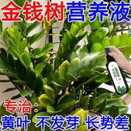 【有機肥】【花肥】黃葉克星】金錢樹專用營養液 黃葉一噴綠生根促長防黃葉爛根液體肥