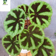 Tanaman hias Begonia Tapak Macan - BegoniaTapak Macan - begonia