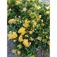 bunga ixora, jasmin thai