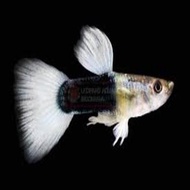 Guppy Hb White Siap Breed