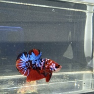 1 Pair Cupang Plakat Red Koi