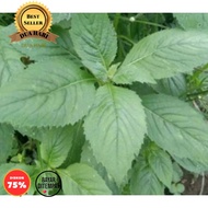 bibit tanaman herbal daun sintrong 5 pohon terbaik