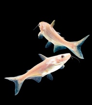 (PAKET 30 EKOR + BONUS PAKAN) PATIN ALBINO 4-6CM 45.000