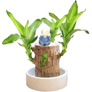 Brazilian Wood Plant Set, Brazilian Lucky Wood Plant with Pandan Statue, Brazilian Wood Hydroponic P