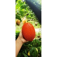 gac fruit seeds木鳖果种子benih buah gac