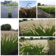 หญ้าน้ำพุ & หญ้าแดงแม็กซิกัน Fountain grass หญ้าแดง เม็กซิกัน Red grass ต้นหญ้าแดง ต้นหญ้าน้ำพุ