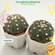 READY STOCK Astrophytum asterias V Type, Super Kabuto, Nudum - Cactus