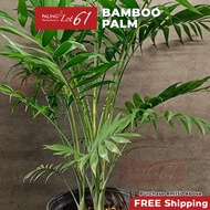 [Paling Horticulture Sdn Bhd] Bamboo Palm 袖珍椰 | Chamaedorea Seifrizii | Pokok Bamboo Palm | Real Liv