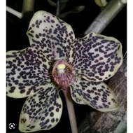 Grammatophyllum speciosum var papua
