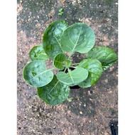 Anak pokok Brussel Sprout