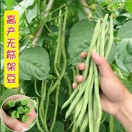 泰國特長無筋四季豆地豆蕓豆角種子 種籽春季無筋豆無絲豆架豆種籽種子 種籽