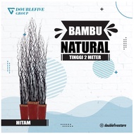 HIASAN RUMAH BAMBU ULIR BUNGA ANYELIR ISI 15 BATANG DEKORASI BAMBU ULIR ( TIDAK TERMASUK VAS/POT )