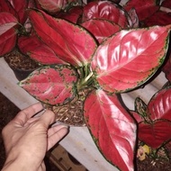 aglaonema red anjamani tanaman hias pot