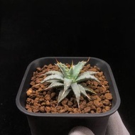 SG3444-曲刺妖炎實生株/超靚皮色🔥多肉植物小盆栽禮物🔥