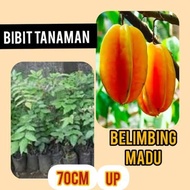 Bibit belimbing madu belimbing dewi belimbing okulasi