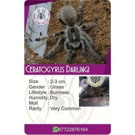 Palingmurah KARTU CERATOGYRUS DARLINGI TARANTULA Mantul