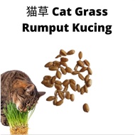 Cat Grass猫草 Rumput Kucing Biji Benih Daun Warna Warni Seed Caladium Grass Colour Leaf Garden Plant Gardening Seeds