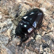[甲蟲部落]非洲大黑艷鍬形蟲母成蟲