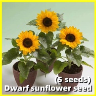 Dwarf Sunflower Seed -5 Seeds Fresh Dwarf Sunflower Seeds Yellow Color Flower Seeds for Planting Benih Pokok Bunga