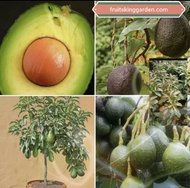 Anak Pokok Avacado Mega Hybrid Thailand (Terbaru Dan Popular “Peter Hass”) [WEST MALAYSIA ONLY]