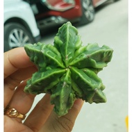 Astro Fukuryo thornless cactus pot, green, 6 sides, 5-6cm+ (A4F6)