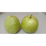 Fresh Jambu batu 番石榴 1kg.